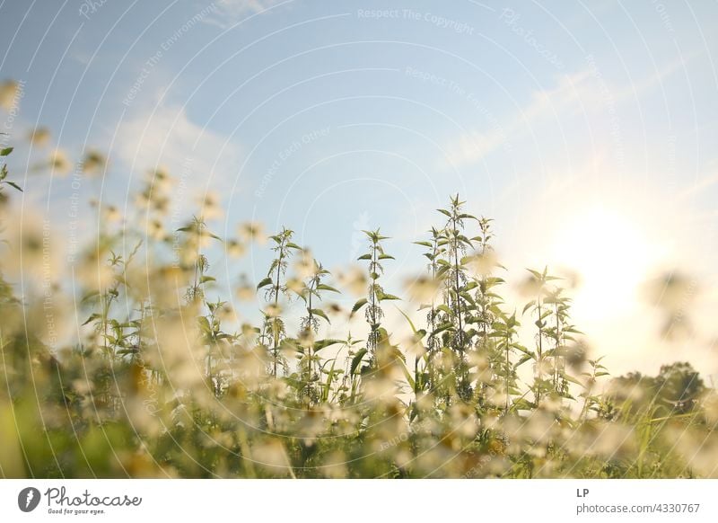 Kamille Blumen und Nesseln gegen einen Himmel Hintergrund Schwache Tiefenschärfe Sonnenlicht Tag Textfreiraum oben Außenaufnahme Alternativmedizin Blauer Himmel