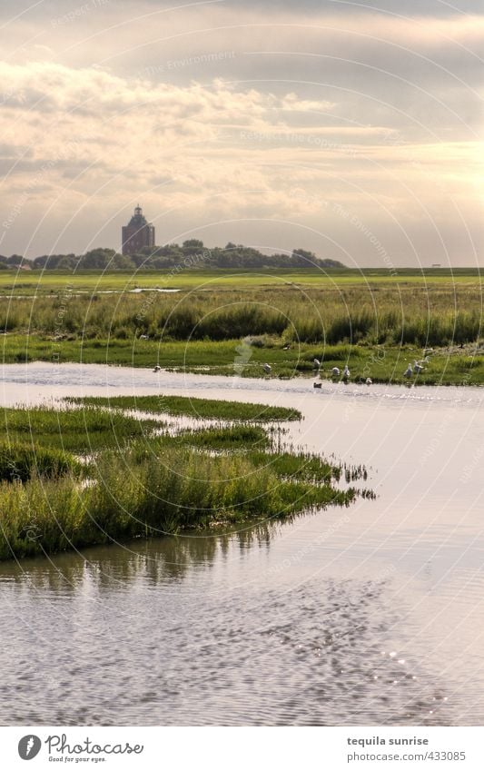 Marsch Umwelt Natur Landschaft Pflanze Wasser Himmel Wolken Sonne Frühling Sommer Schönes Wetter Gras Sträucher Park Wiese Feld Flussufer Nordsee Insel Neuwerk