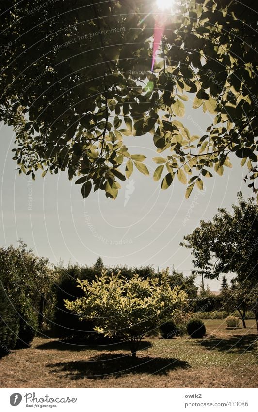 Sommer im Garten Umwelt Natur Landschaft Pflanze Wolkenloser Himmel Horizont Klima Wetter Schönes Wetter Baum Blatt Grünpflanze leuchten hell natürlich Wärme