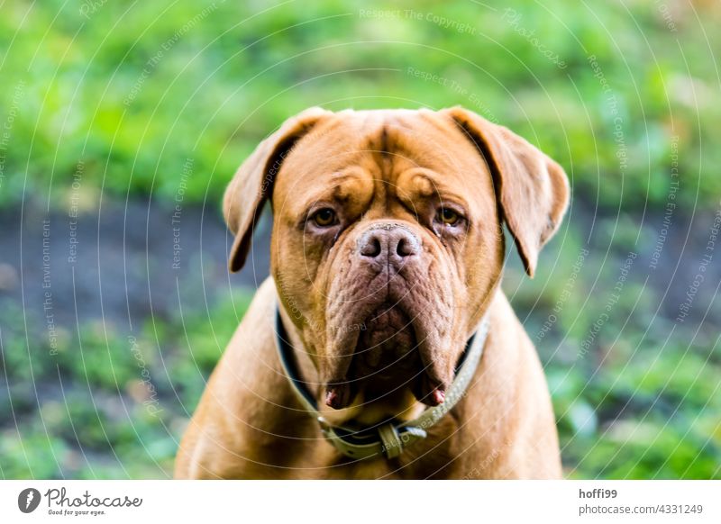 der Hund schaut grimmig / traurig in die Kamera Hundeblick Hundeschnauze sitzen Blick in die Kamera Tiergesicht Hundekopf Haushund Hundeauge Wachsamkeit Nase