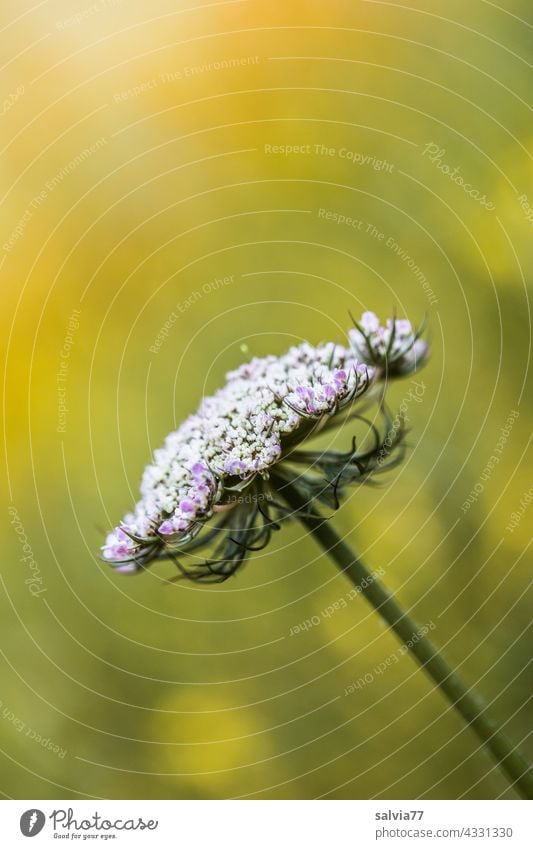 Doldenblüte der wilden Möhre Natur Blume Wilde Möhre Wildblume Wildpflanze Blüte Sommer Pflanze Blumenwiese weiß gelb Blühend Menschenleer Farbfoto Wiese warm