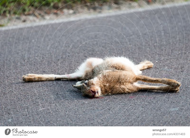 Ein angefahrener toter Hase liegt mittig auf einer Landstraße Straßen Tierwelt überfahren Wildkaninchen Hase & Kaninchen Außenaufnahme Farbfoto Menschenleer