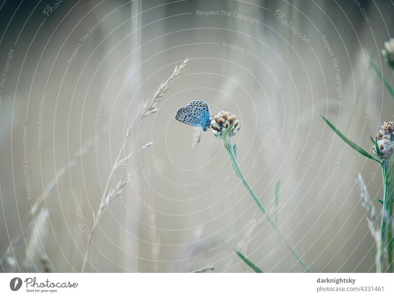 Argus-Bläuling sitzt auf einer Skabiosen-Flockenblume (Centaurea scabiosa), um sich zu mit Nektar zu ernähren Lycaenidae Stein Wiese Plebejus argus