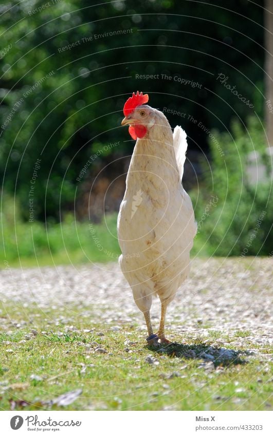 Huhn Fleisch Bioprodukte weiß Freilandhaltung freilaufend Haushuhn Hahn Geflügel Geflügelfarm Landwirtschaft Tierzucht Tierhaltung Hühnervögel Hahnenkamm