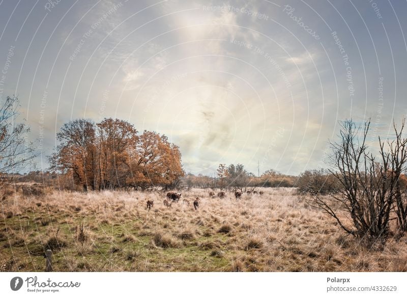 Hereford-Rinder, die im hohen goldenen Gras laufen eine züchten Sonnenlicht bovin Rindfleisch Kuh Sonnenuntergang weiß melken Hintergrund außerhalb farbenfroh