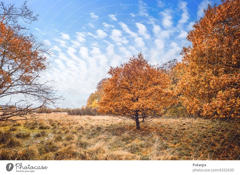 Bäume in orangefarbenen Herbstfarben in einem Sumpf hell Landschaft Berge u. Gebirge Herbstlaub tote Blätter ruhig Stille Feuchtgebiete ruhen Reise Pause