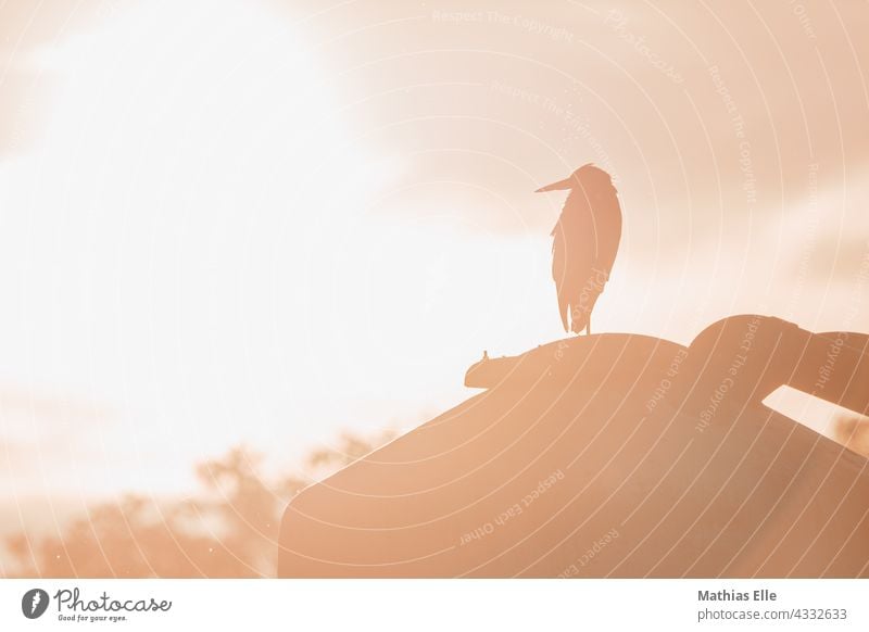 Graureiher genießt die Abendsonne und hält Ausschau Tierporträt Reiher Sonnenuntergang Abendstimmung Fauna Teleaufnahme Vogel Ardea cinerea Schnabel