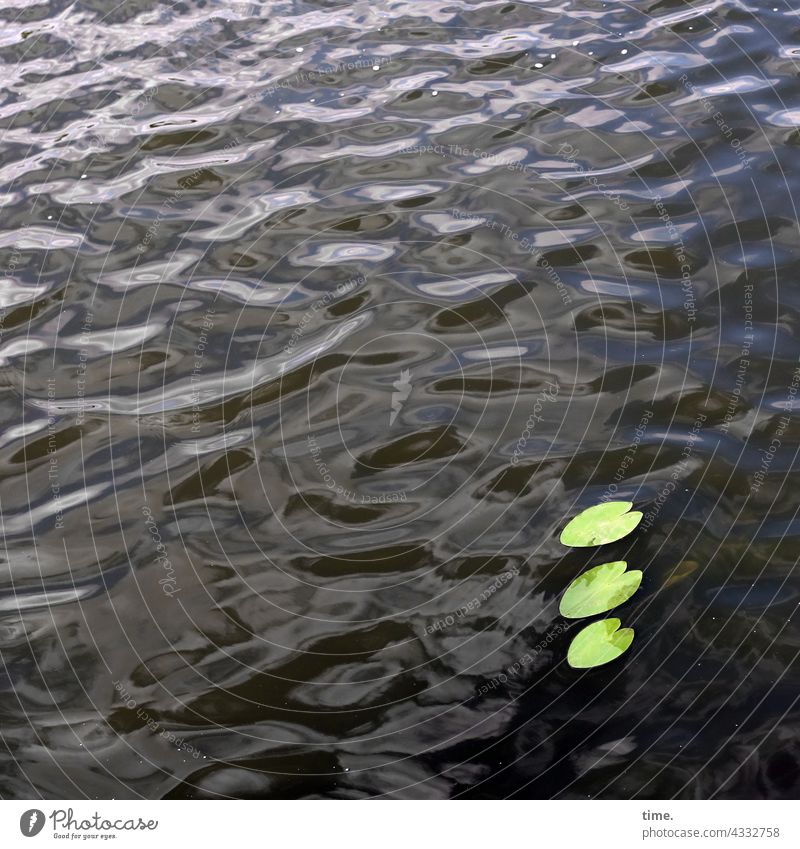 ParkTourHH21 | Wasser bis zum Hals seerosenblatt wasser nass wellen skurril spiegelung ruhe stille drei allegorie