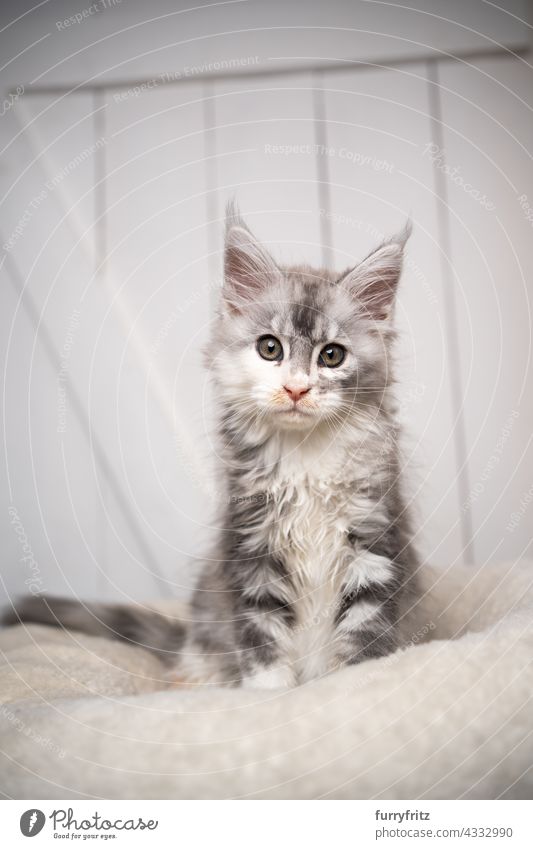 schwarz silber torbie weiß maine coon Kätzchen sitzen auf weißen Kissen Porträt Katze Haustiere fluffig Fell katzenhaft Langhaarige Katze maine coon katze