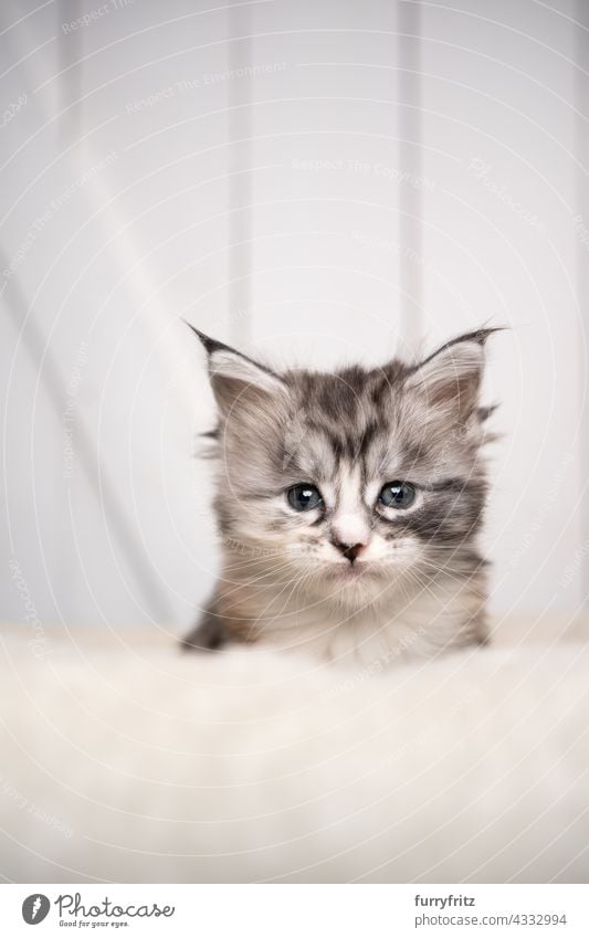 niedlich schwarz silber torbie weiß maine coon Kätzchen Porträt Katze Haustiere fluffig Fell katzenhaft Langhaarige Katze maine coon katze Katzenbaby Ein Tier