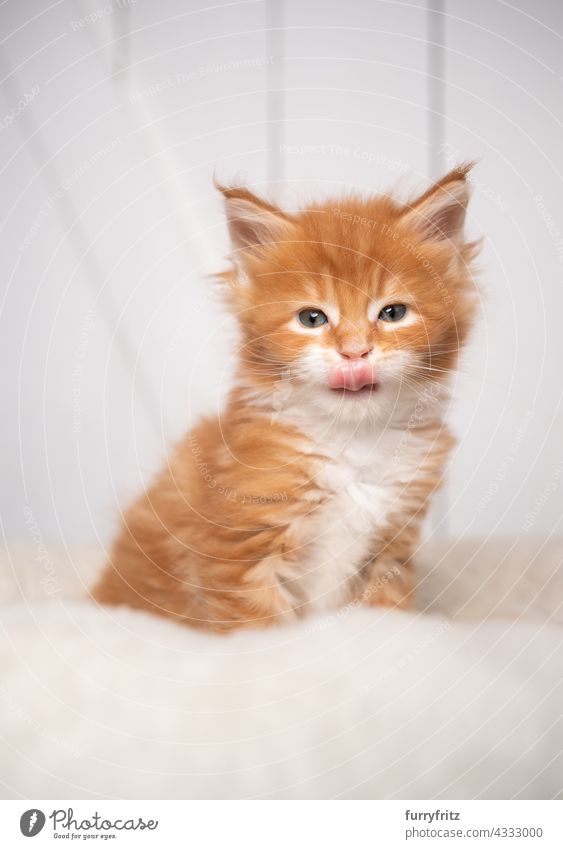 Ingwer Maine Coon Kätzchen Porträt auf weißem Kissen auf weißem Holz Hintergrund Katze Haustiere fluffig Fell katzenhaft Langhaarige Katze maine coon katze