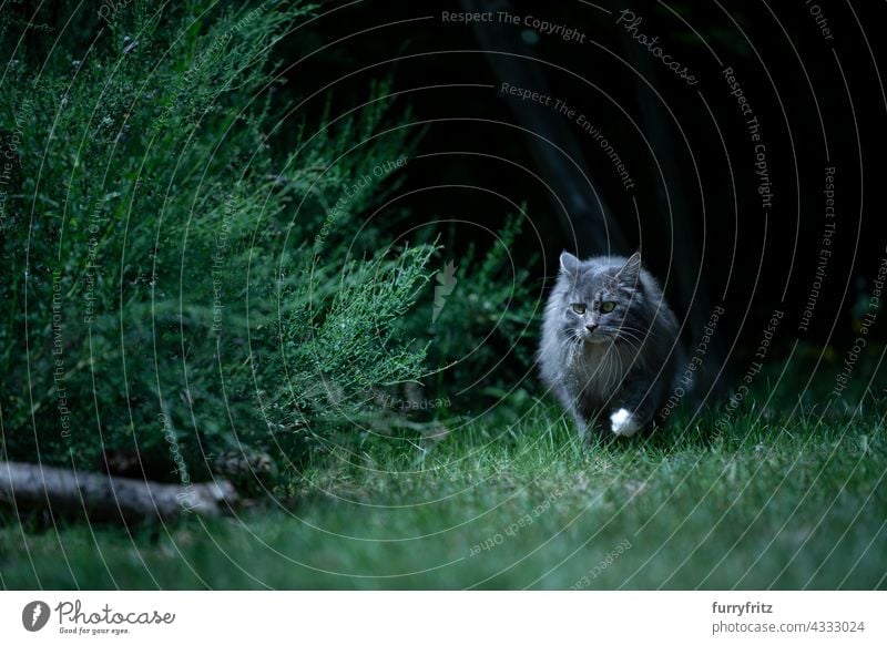 graue Langhaar-Katze auf der Pirsch auf der Wiese bei Nacht im Freien Natur grün Haustiere freies Roaming Langhaarige Katze maine coon katze blau gestromt