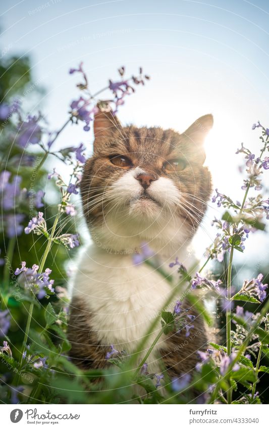 getigerte weiße Katze hinter blühenden Katzenminze Pflanze im Freien im Sonnenlicht freies Roaming Garten Vorder- oder Hinterhof grün Pflanzen Blütenpflanze