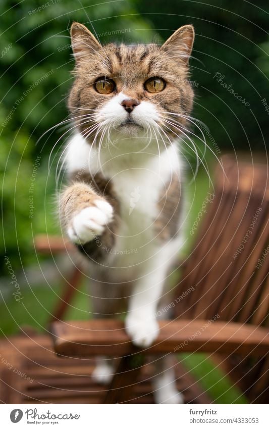 neugierige Katze im Freien, die mit erhobener Pfote versucht, die Kamera zu erreichen freies Roaming Garten Vorder- oder Hinterhof grün Holz Gartenstuhl