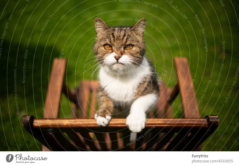 neugierige Katze draußen im Hinterhof, die sich auf einem Holzstuhl aufbäumt im Freien freies Roaming Garten Vorder- oder Hinterhof grün Rasen Wiese Gras