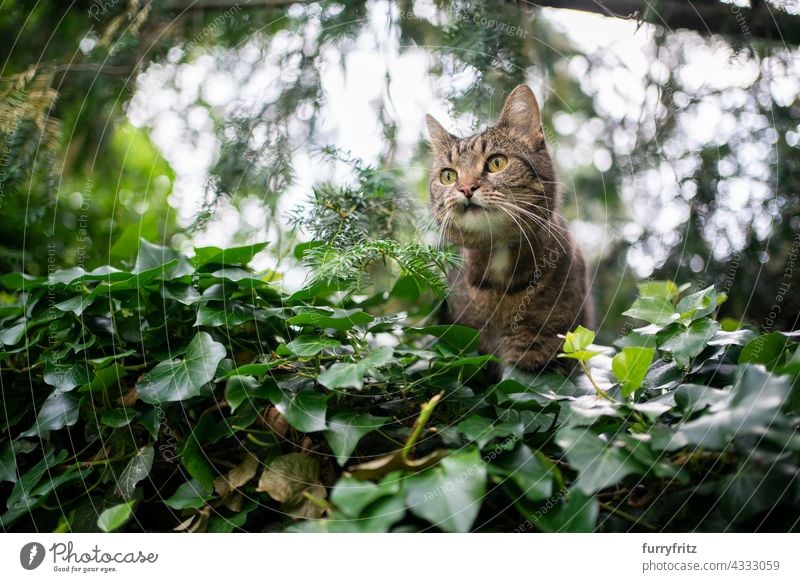 Hauskatze im Freien in grüner Natur auf Beutezug Katze freies Roaming Garten Vorder- oder Hinterhof Laubwerk Kurzhaarkatze Tabby katzenhaft Fell Ein Tier