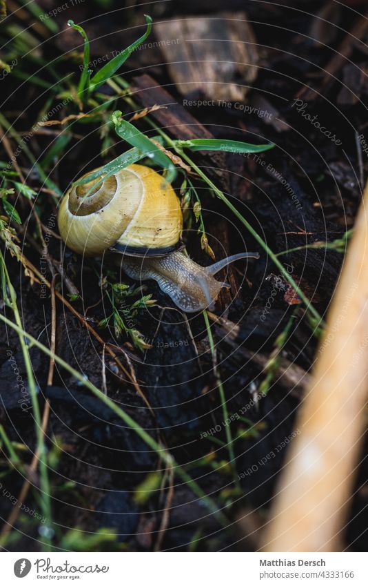 Schnecke mit Haus Schneckenhaus Nahaufnahme Natur Naturaufnahme Tier Fühler Tierfotografie