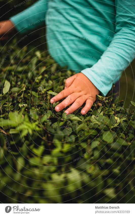 Kinderhand auf Hecke Hand Heckenpflanze fühlen Natur Blatt Blätter