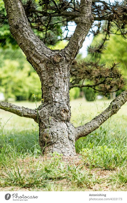 Charakter-Baumstamm Stamm Äste Zweige Nadelbaum Rinde knorrig grau braun Natur schön Gras Boden unten klein Detail Wald Landschaft verzweigt Struktur Umwelt