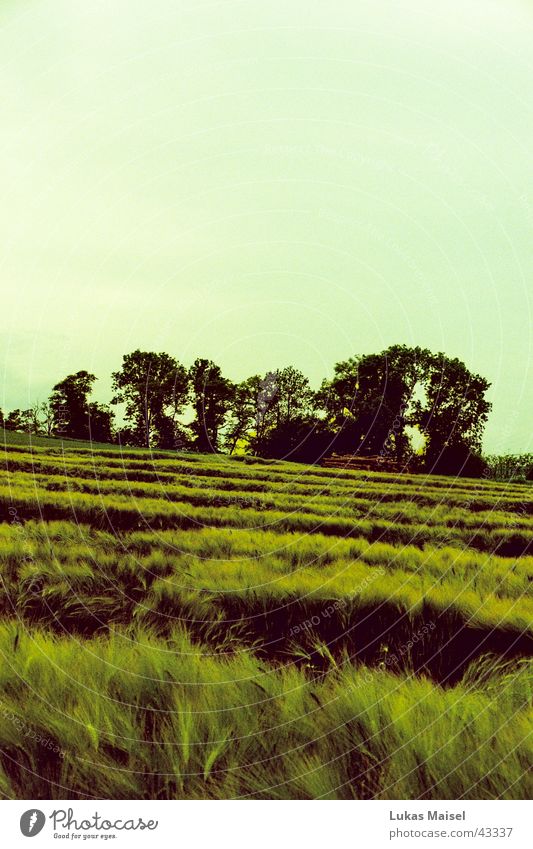 ser un campo muy amplio Feld Sommer Frühling Landschaft Abend lauer sommerabend frei cross