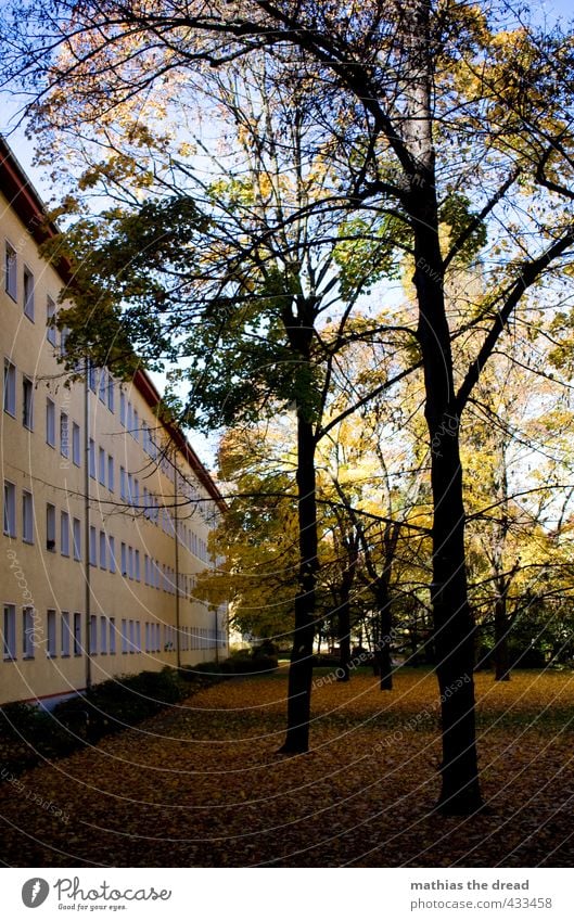 INNENHOF Umwelt Natur Himmel Herbst Schönes Wetter Baum Gras Park Stadt Haus Gebäude Architektur Fenster schön Innenhof Fassade Reihe Linie Herbstlaub