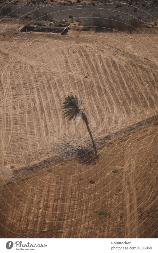 #A# Palmen Überflieger Palmenwedel Oberfläche Vogelperspektive Drohnenansicht Drohnenaufnahme Drohnenfoto Drohnenbilder drohnenflug Drohnenfotografie