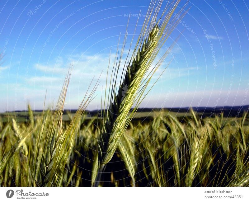 roggen Feld Roggen Sommer Hügel Ähren Getreide Korn Himmel