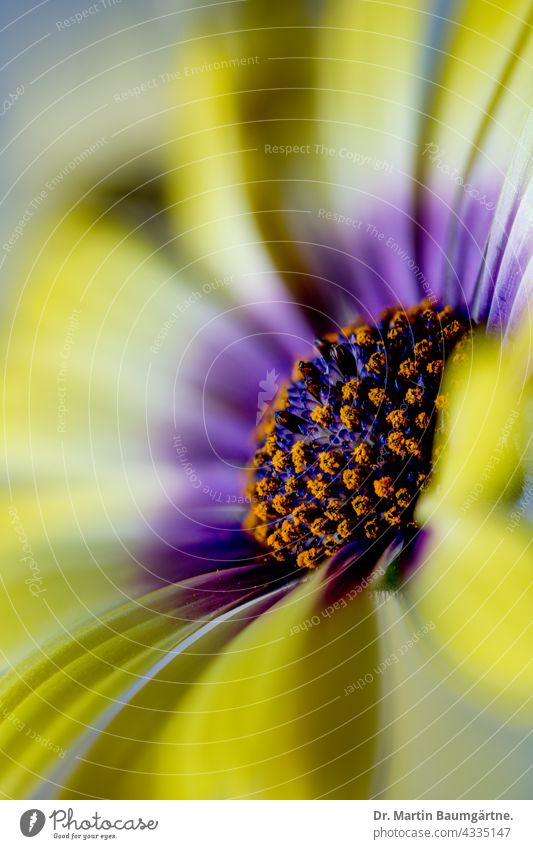 Sorte des Kapkörbchens (Osteospermum ecklonis); es ist eine beliebte  Balkonpflanze Blume Züchtung Blütenstand blühen gelb violett geringe Tiefenschärfe