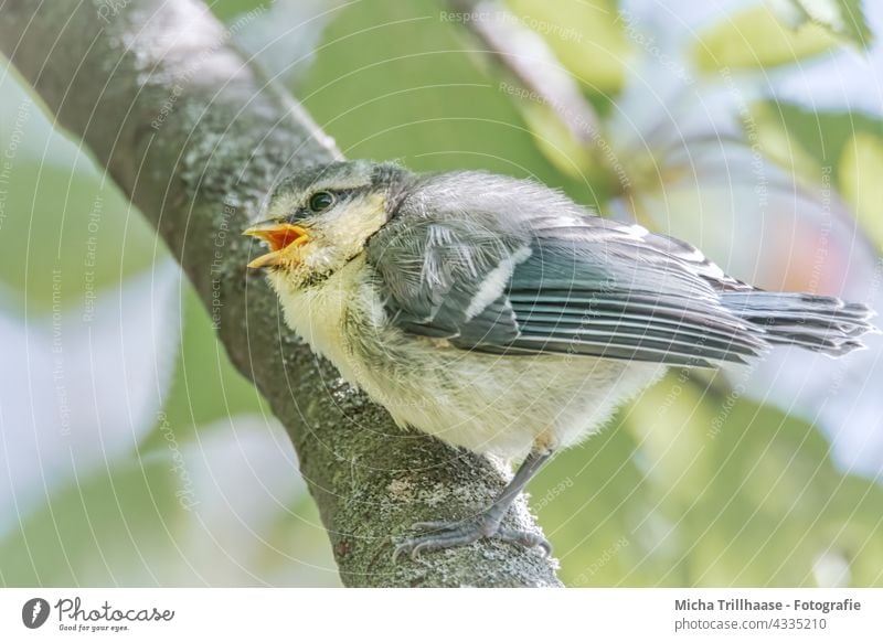 Junge Blaumeise zwitschert im Baum Cyanistes caeruleus Meisen Ästling Nachwuchs Jungtier Tiergesicht Kopf Auge Schnabel gefiedert Flügel Feder Krallen rufen