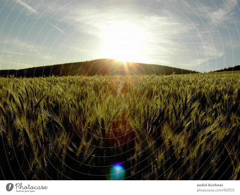 gedeien Feld Sonnenuntergang Sommer Roggen Hügel Getreide Himmel Berge u. Gebirge