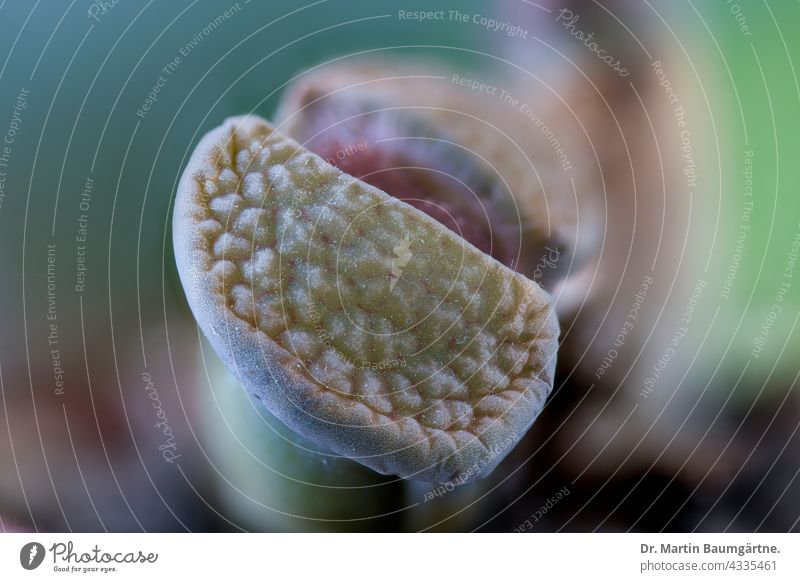 Lithops, lebender Stein, Aizoaceae Pflanze Sukkulente sukkulent wasserspeichernd Mittagsblumengewächse aus Südafrika