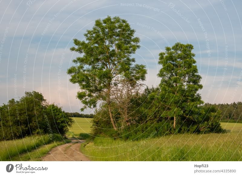 Landschaft im Sommer Natur Nahaufnahme ländlich Himmel Baum Außenaufnahme blau Menschenleer Tag Farbfoto Sonnenlicht Wetter Kontrast Schatten Licht Wald Pflanze