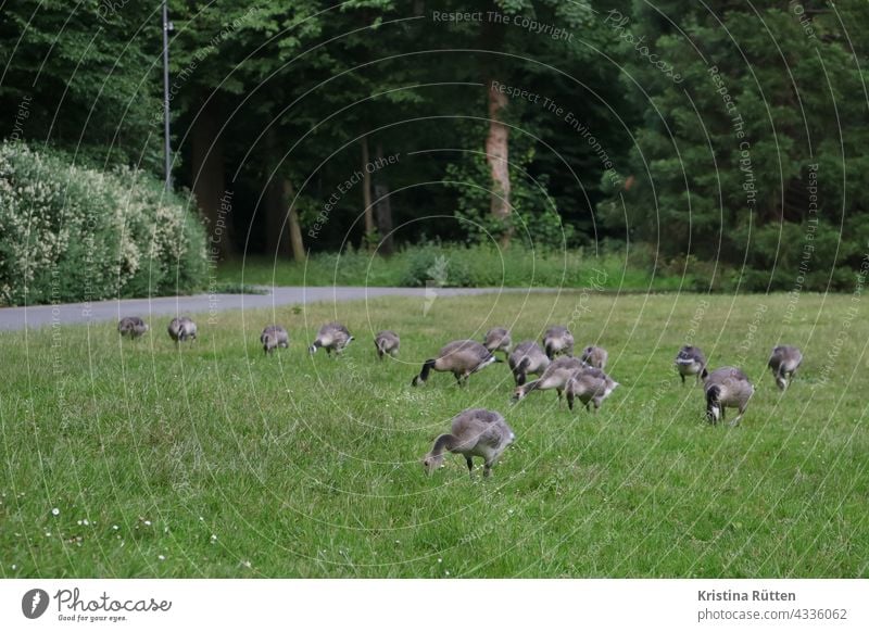 gänseschar beim fressen im park kanadagänse wildgänse wiese gras rasen vogelschar natur draußen viele frei bäume stadtgarten parkanlage branta canadensis