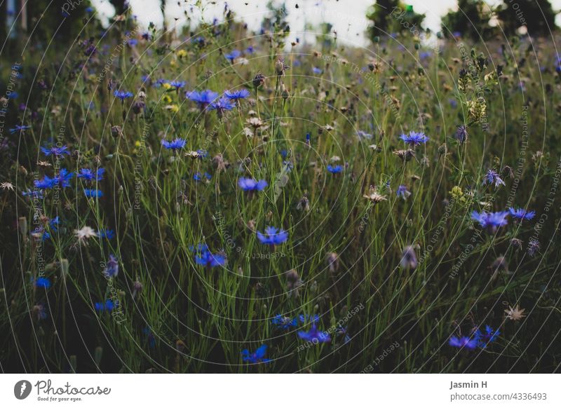 Wildblumenwiese Wiese Natur Blüte Sommer Blume Umwelt Blühend Blumenwiese Pflanze Wiesenblume Wildpflanze Farbfoto grün Tag Garten Außenaufnahme Frühling