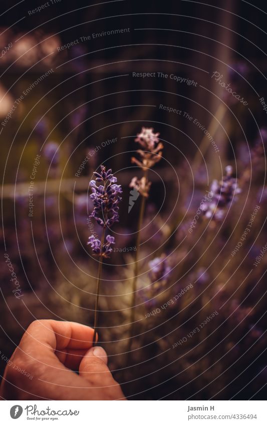 Lavendel in der Hand Pflanze violett Blüte Duft Natur Sommer Farbfoto Heilpflanzen Blühend Außenaufnahme natürlich Unschärfe Garten Nahaufnahme Nutzpflanze