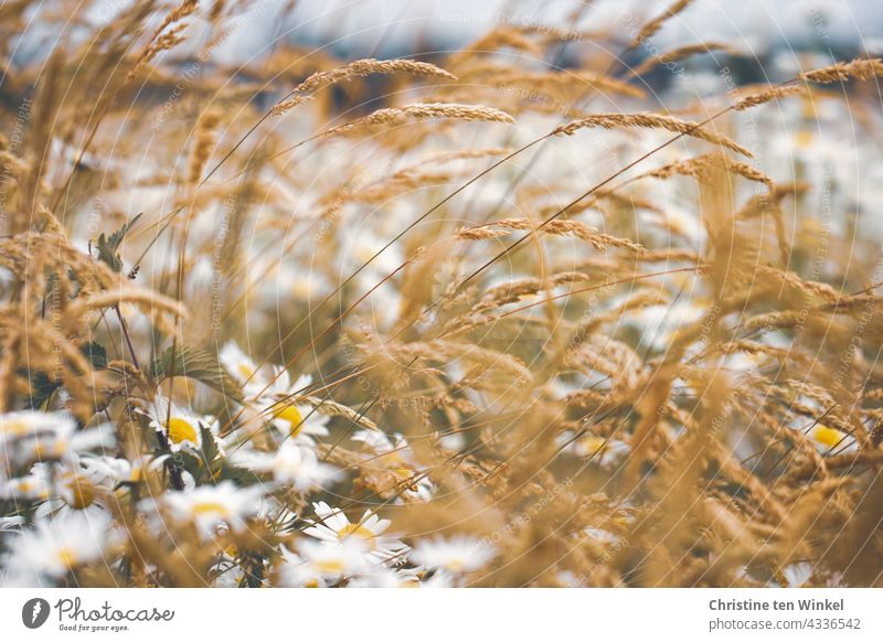 Margeriten und Gräser auf einer Wiese Margeritenwiese Wildblumen Wildblumenwiese Natur Sommer blühend schön wunderschön Insektenschutz Pollenspender weiß gelb