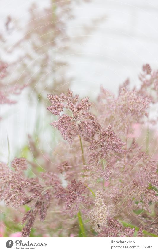 rötliche Gräser Gras romantisch Natur rot grün Sommer Wiese Pflanze Außenaufnahme natürlich Wildpflanze Frühling Feld Wachstum Farbfoto Garten