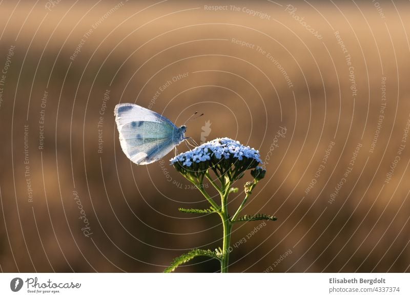 Senfweißling auf einer weißen Schafgarbe Schmetterling Sommer Nahaufnahme Schmetterling Natur Insekt Pflanze Frühling Garten