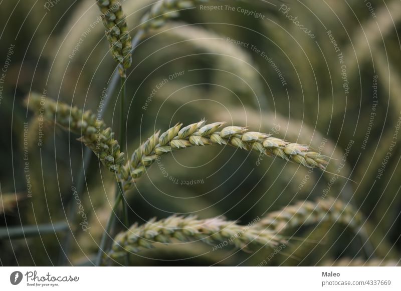 Hintergrund aus grünen Ähren eines Weizenfeldes Feld Ackerbau Korn Ernte Natur Sommer Bauernhof landwirtschaftlich Lebensmittel wachsen natürlich Pflanze