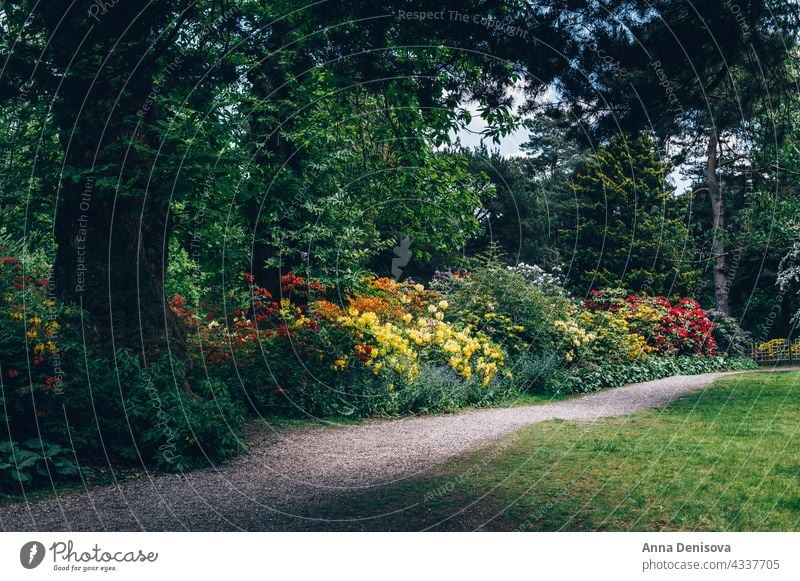 Schöner Garten mit blühenden Bäumen im Frühling Park Wales Goldregen Bogen rhododendron Pflanze Blume Munningham Natur Rhododendren rosa Blüte Blütezeit