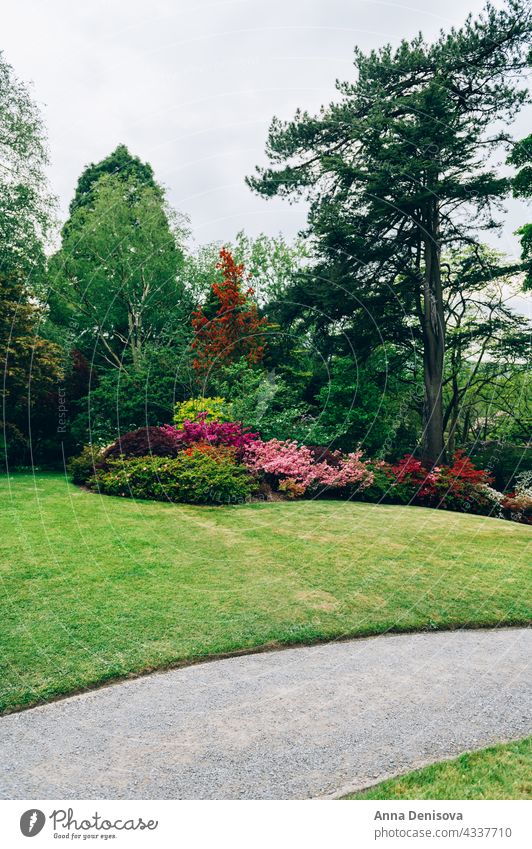 Schöner Garten mit blühenden Bäumen im Frühling Park Wales Goldregen Bogen rhododendron Pflanze Blume Munningham Natur Rhododendren rosa Blüte Blütezeit