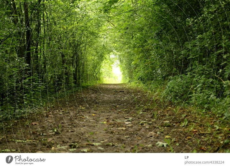 Tunnel durch Bäume im Wald Stollen Portal Park Holz Hecke grün Gasse Durchgang Bogen Reihe Pflanze Natur Ländliche Szene Landschaft Kontrast Licht Sonnenlicht