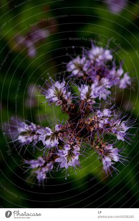 lila Blumen Hintergrund Romantik blüht duftig Frühlingsbote Nahaufnahme Blüte aufblühen natürlich friedlich Gartenpflanzen Detailaufnahme Frühlingstag