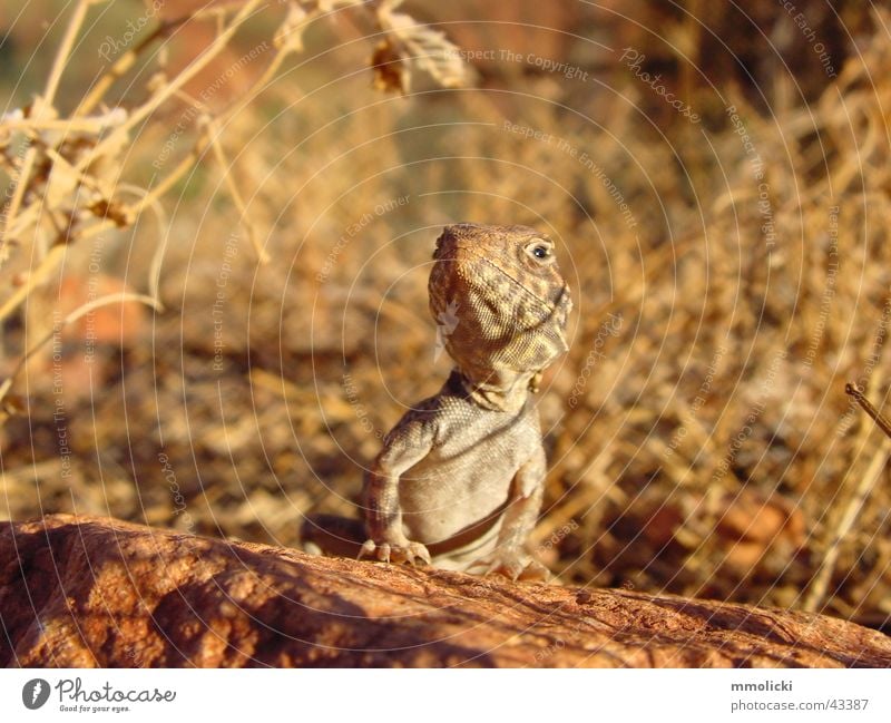 Lizard Australien braun Körperhaltung Echse. Lizard Stolz Detailaufnahme