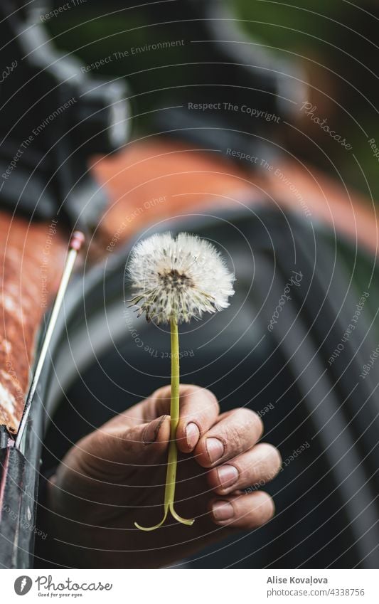 Sehen Sie, was ich gefunden habe Löwenzahn Löwenzahnsamen Einen Löwenzahn in der Hand Blume Pflanze Natur Samen Nahaufnahme Wildpflanze Unkraut filigran Halt