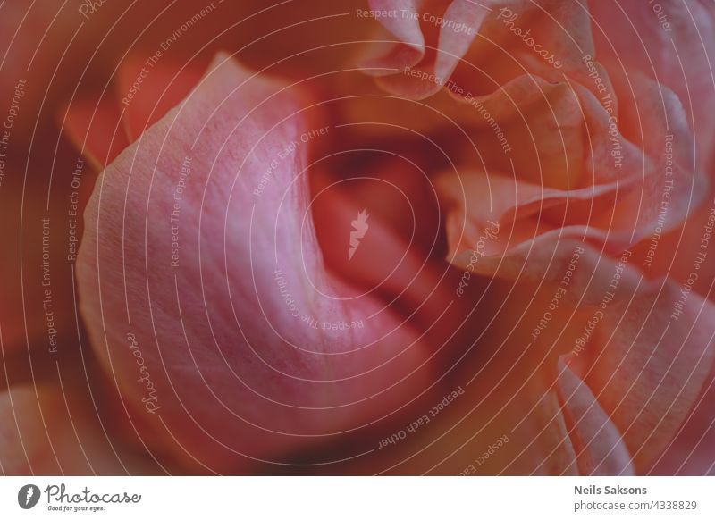 faltige rosa Struktur abstrakt Hintergrund schön Schönheit Überstrahlung blüht Blüte botanisch Blumenstrauß hell schließen Nahaufnahme farbenfroh Farben