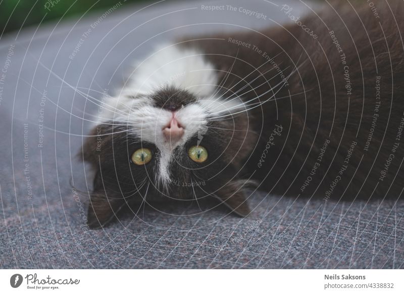 auf den Kopf gestellt. Kann nicht warten, noch. Langer Schnurrbart, Zahn und zwei grüne Augen. Hauskatze Haustier Tier Katzenauge Tierporträt niedlich schön