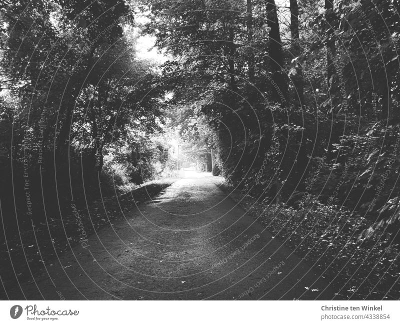 Ein Weg in einem dunklen Wald führt hinaus in die Helligkeit, schwarz-weiß Waldweg Waldstück dunkel hell Ausweg Spazierweg Spaziergang Fahrradweg Natur Baum