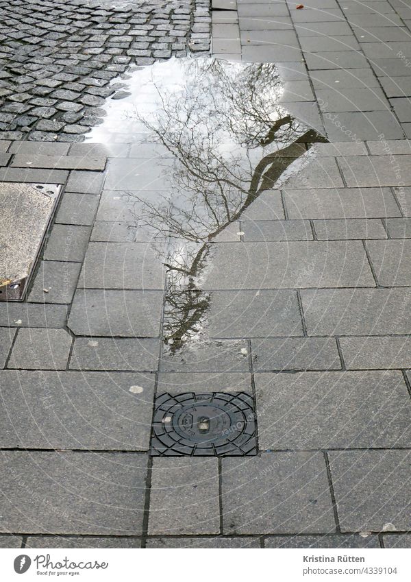 kahler baum spiegelt sich in einer pfütze regenpfütze gehweg straße boden spiegelung reflektion spiegeln reflektieren regnerisch verregnet regentag regenwetter