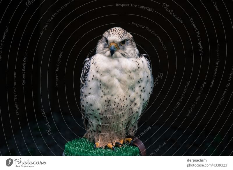 Besetzt / Dieser schöne Sitzplatz ist von mir besetzt. Vogel Natur Außenaufnahme Tag Tierporträt Menschenleer Farbfoto Blick Blick in die Kamera natürlich